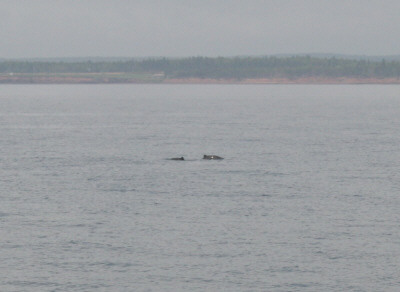 Dolphins in Northumberland Strait